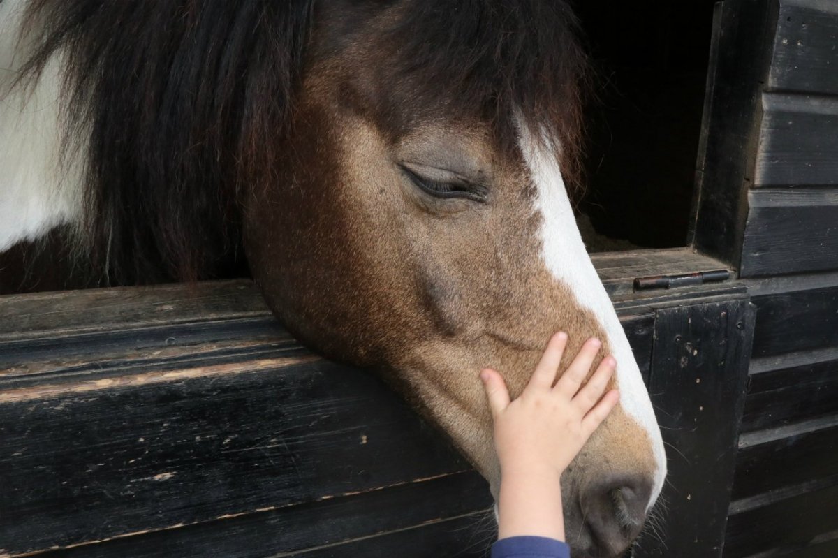 Святой с лицом лошади