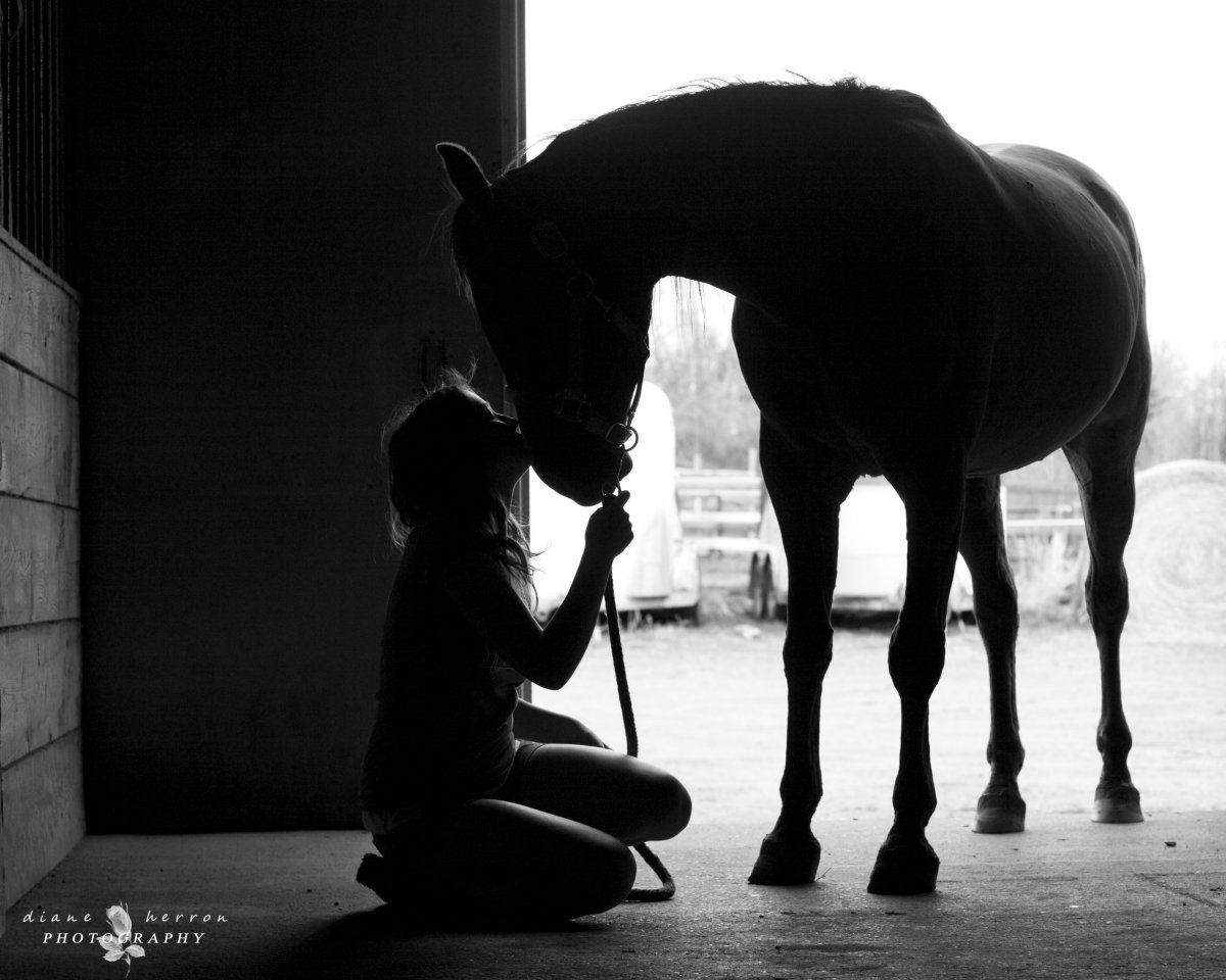 Маурицио Каттелан лошади