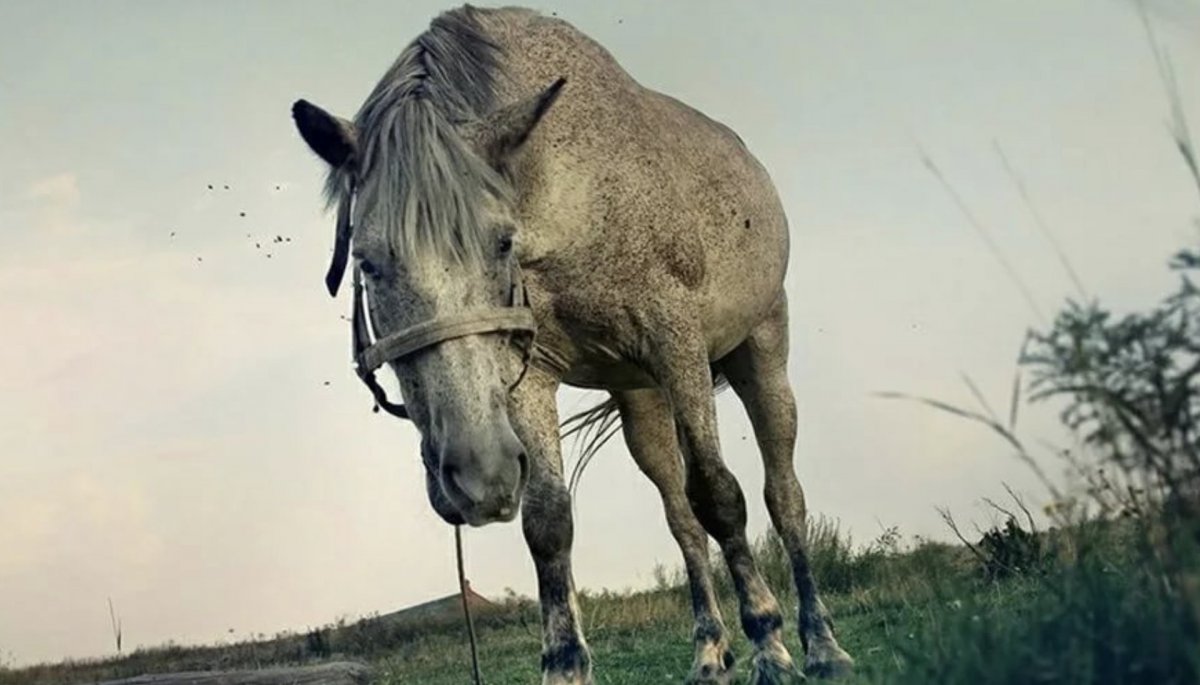 Сивый мерин Паустовский