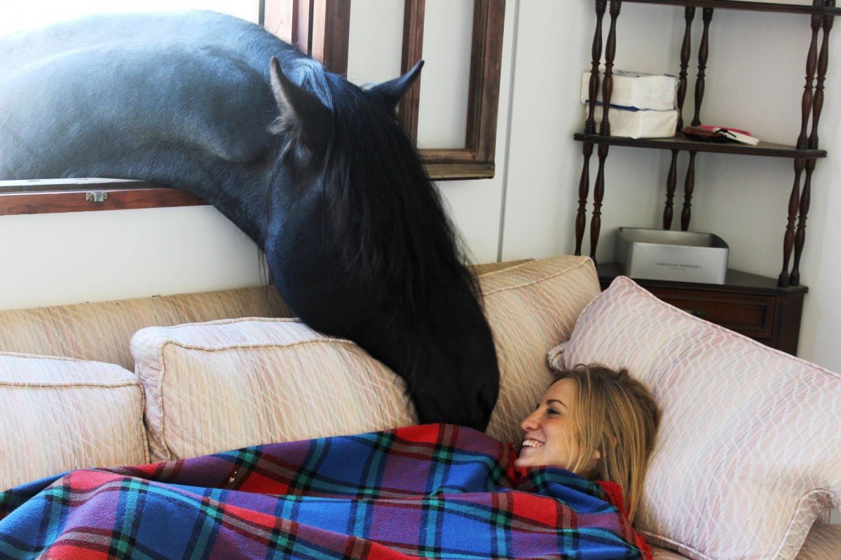 Доброе утро с лошадками