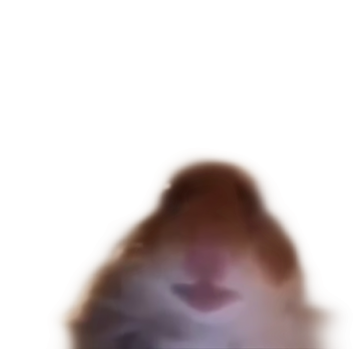 Хомяк испугался