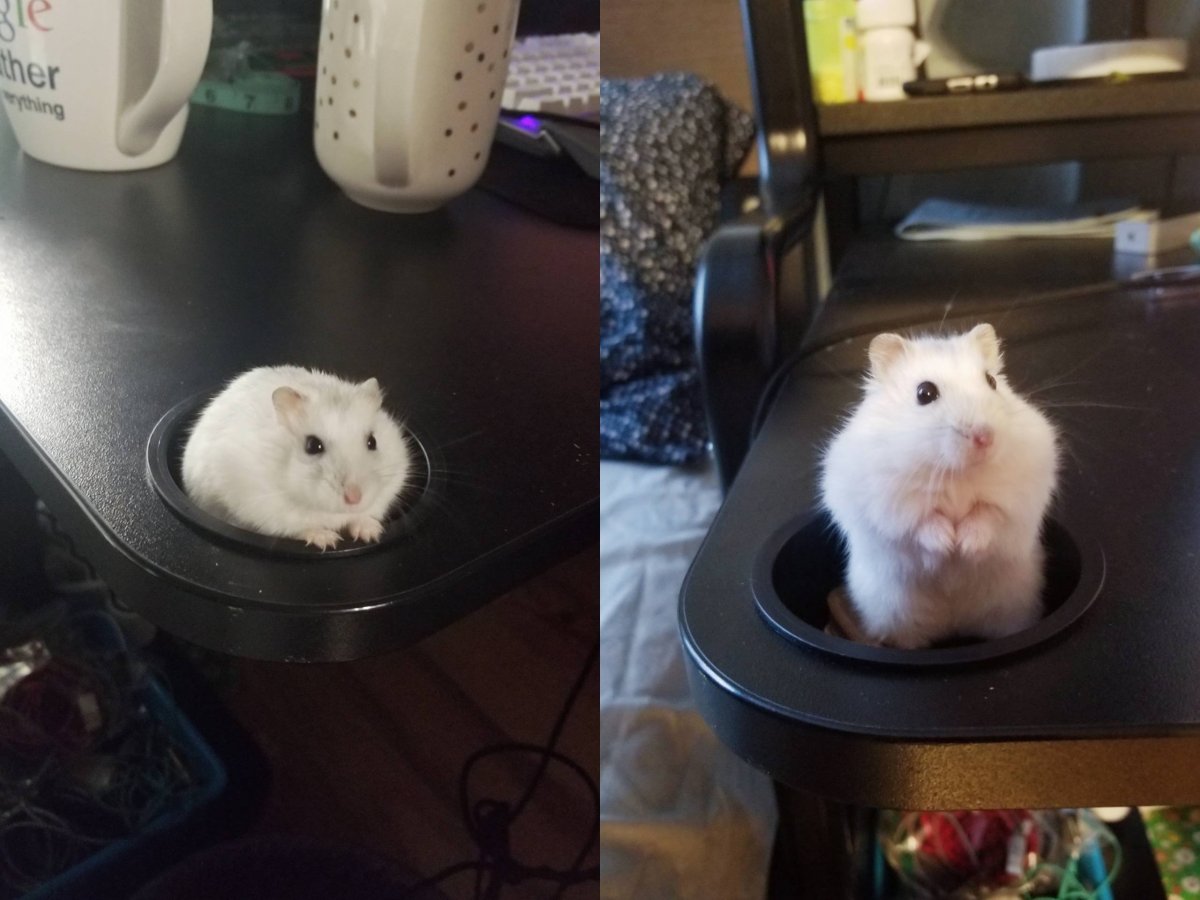 Хомячки мемы