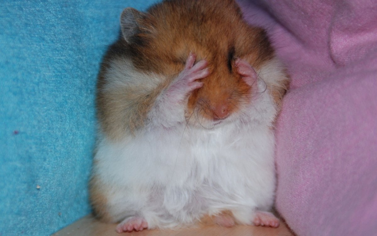 Милые котики смущаются