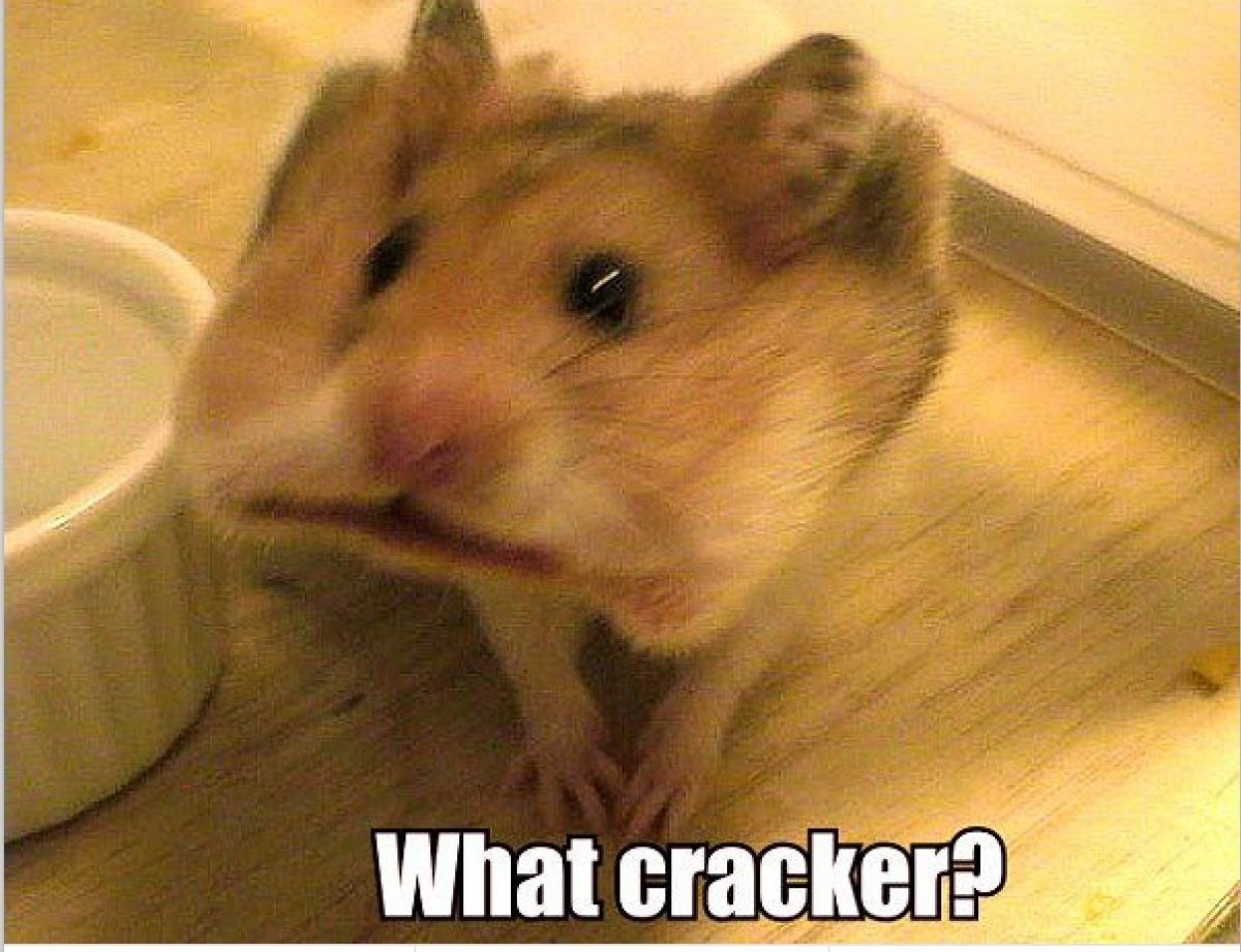 Мемы с хомяками