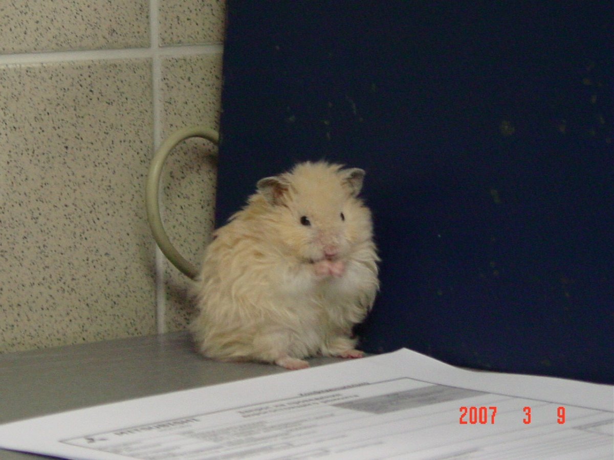 Хомяк плачет