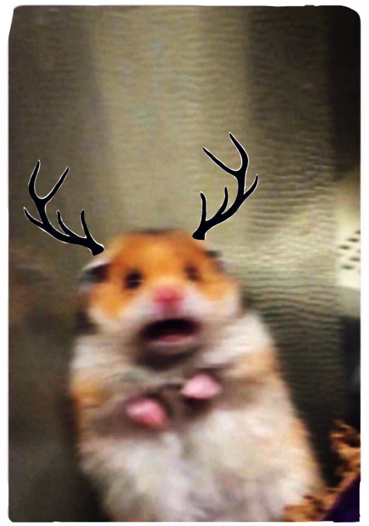 Хомяк в шапочке