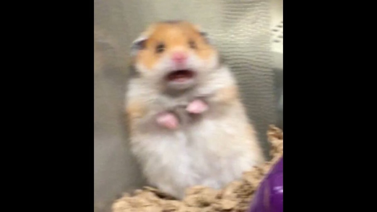 Девка вытирает слезы хомяком