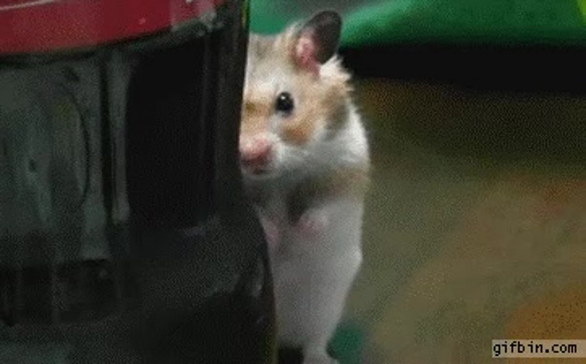 Грустный хомяк