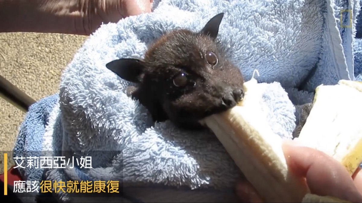 Летучая мышь ест фрукты