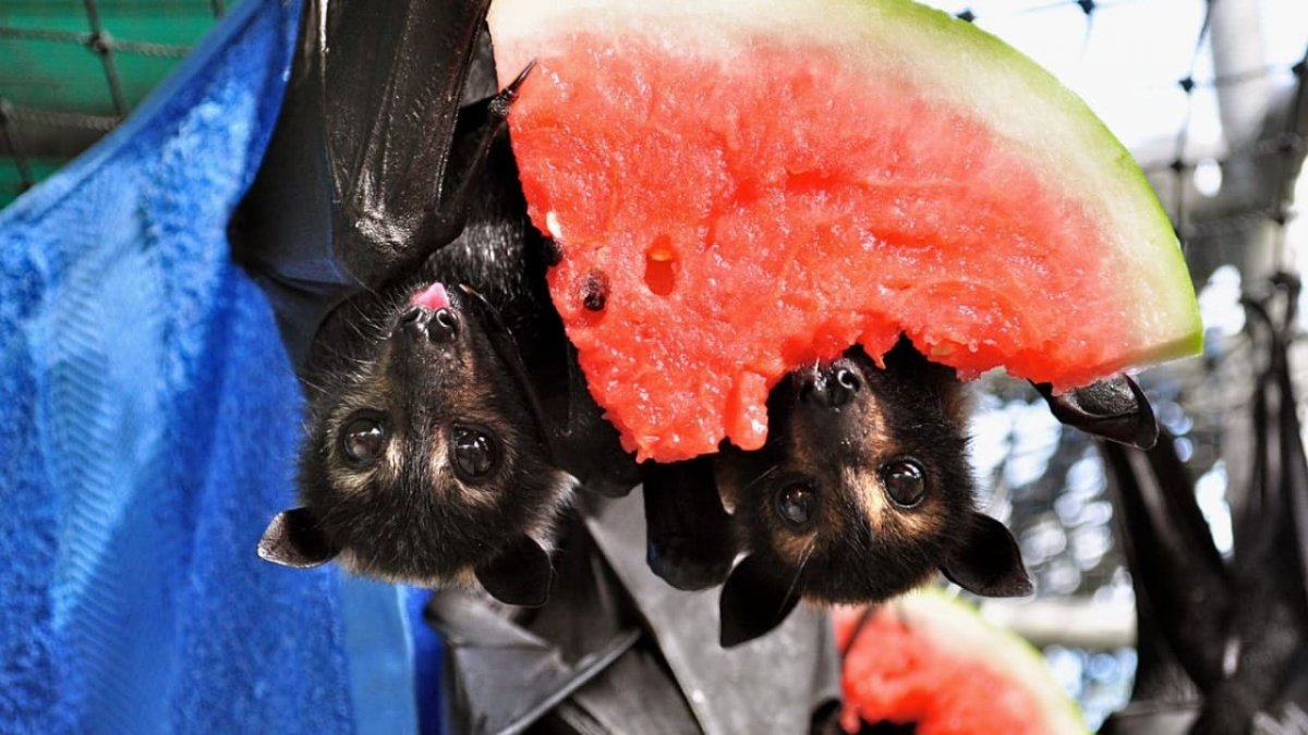 Крылан черный