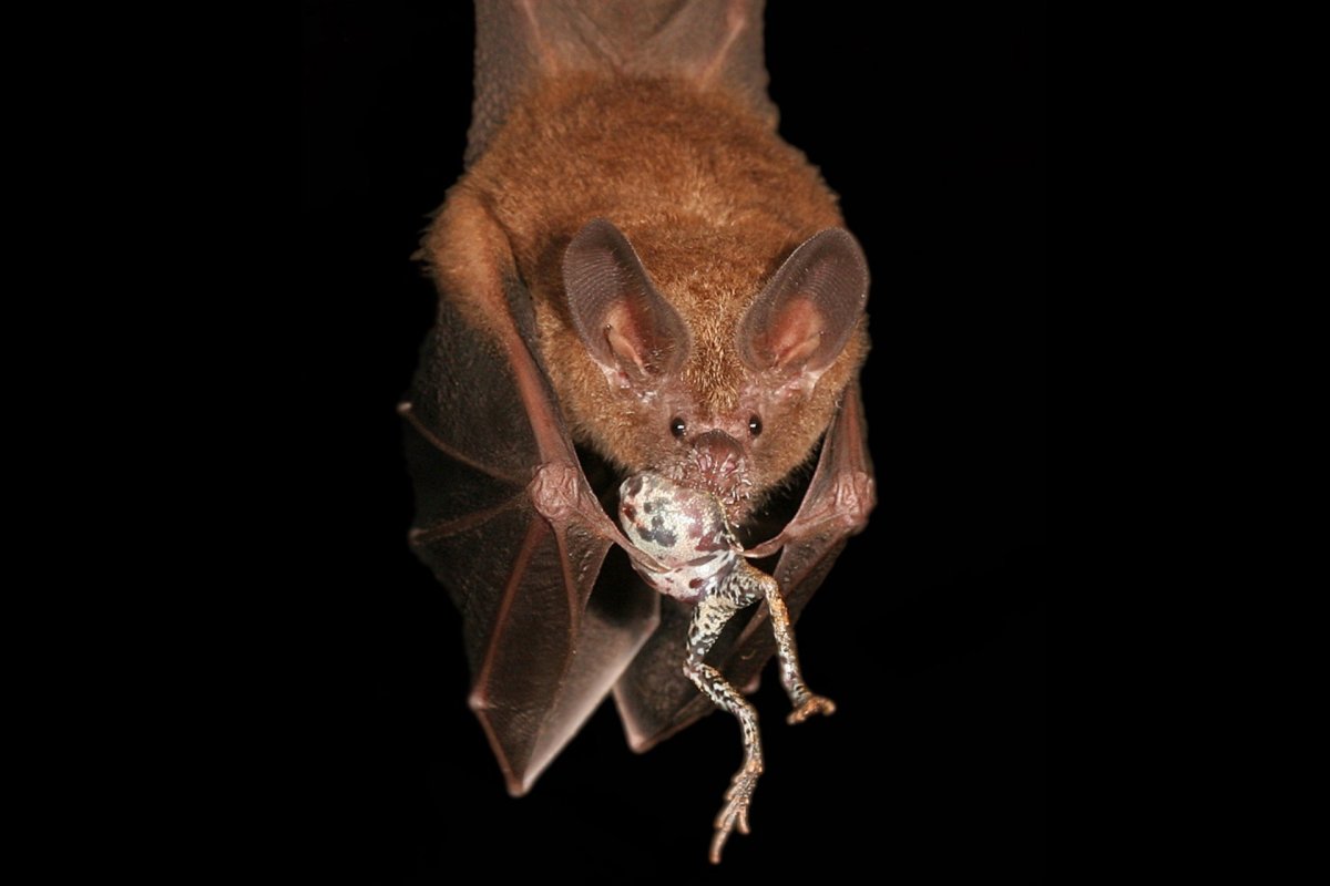 Летучая лисица с бананом