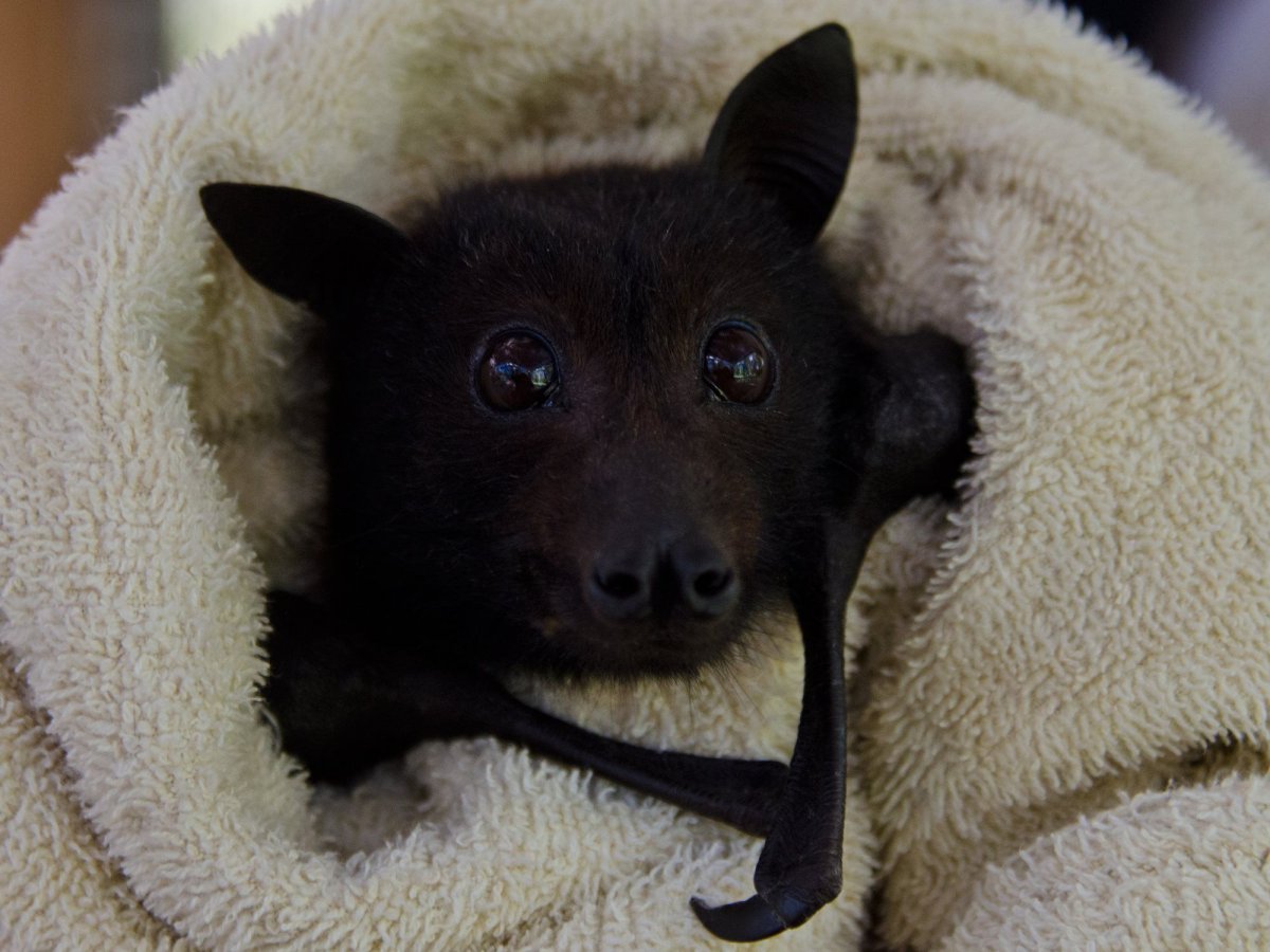 Крылан летучая собака питание