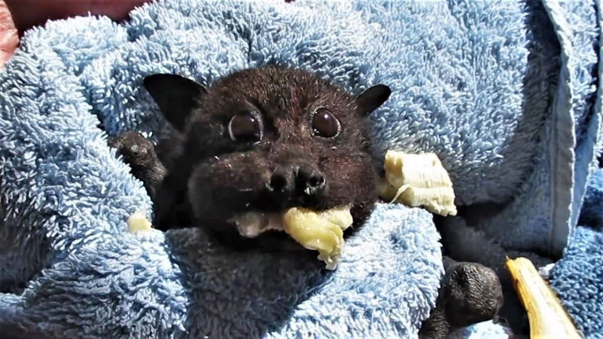 Летучая мышь питается фруктами