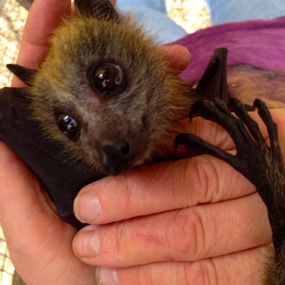 Летучая лисица ест банан