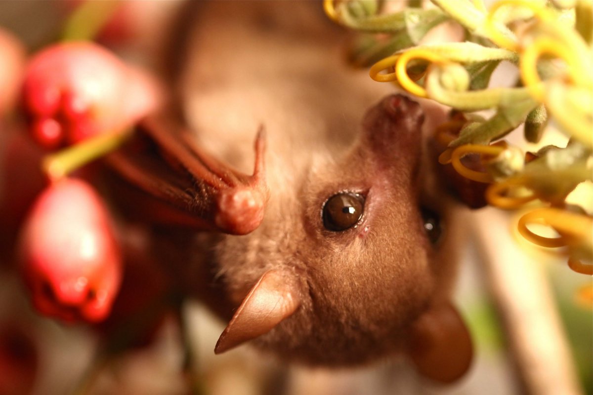 Египетская Фруктовая летучая мышь