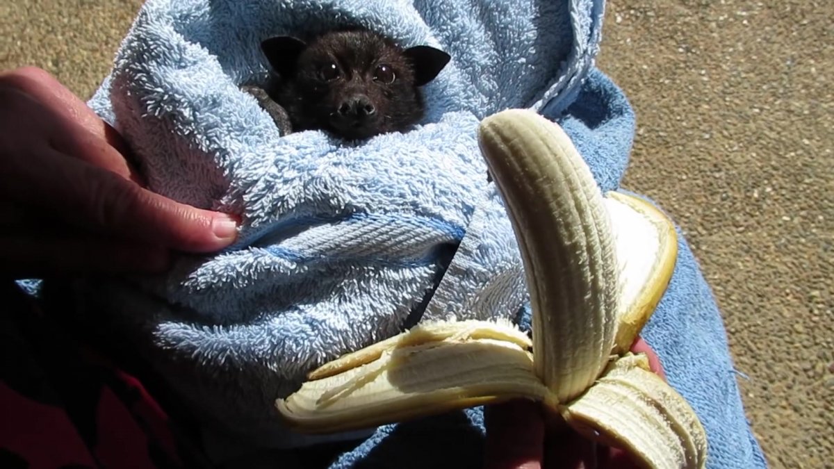 Нильский крылан детеныш