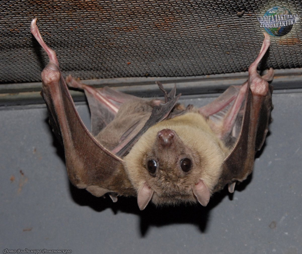 Летучая мышь ест фрукты