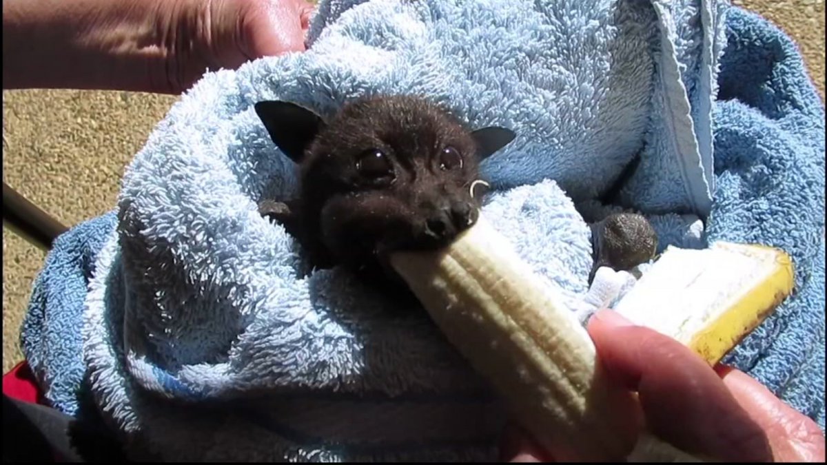 Летучая мышь фруктоед