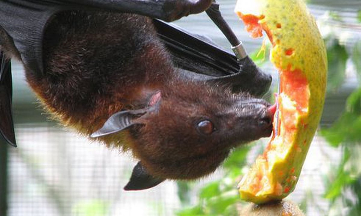 Летучая лисица с фруктом