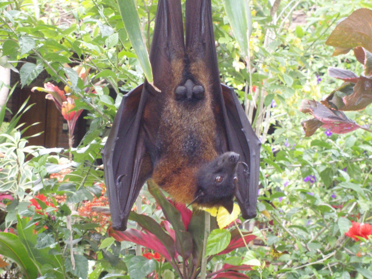 Крылан летучая лисица