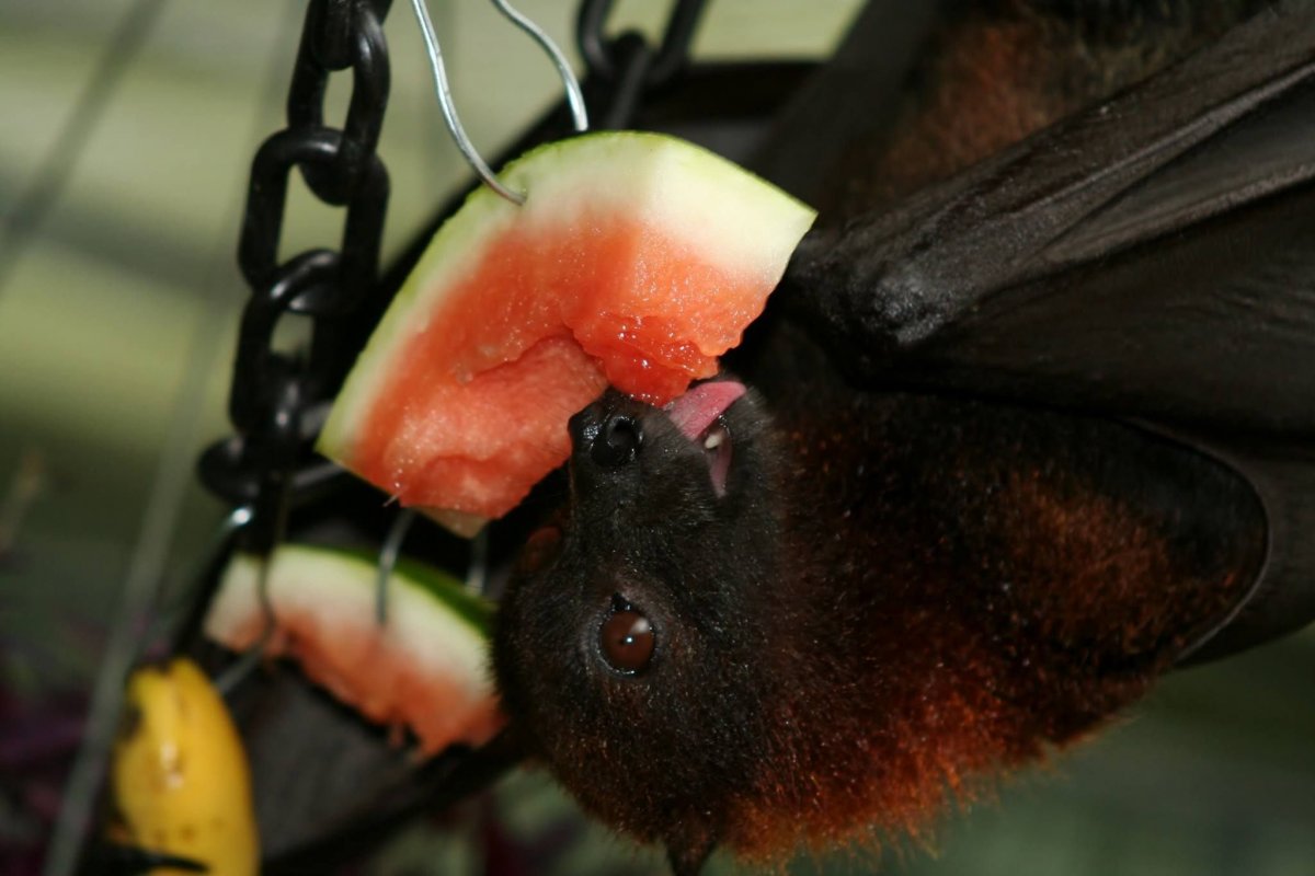 Летучая лисица