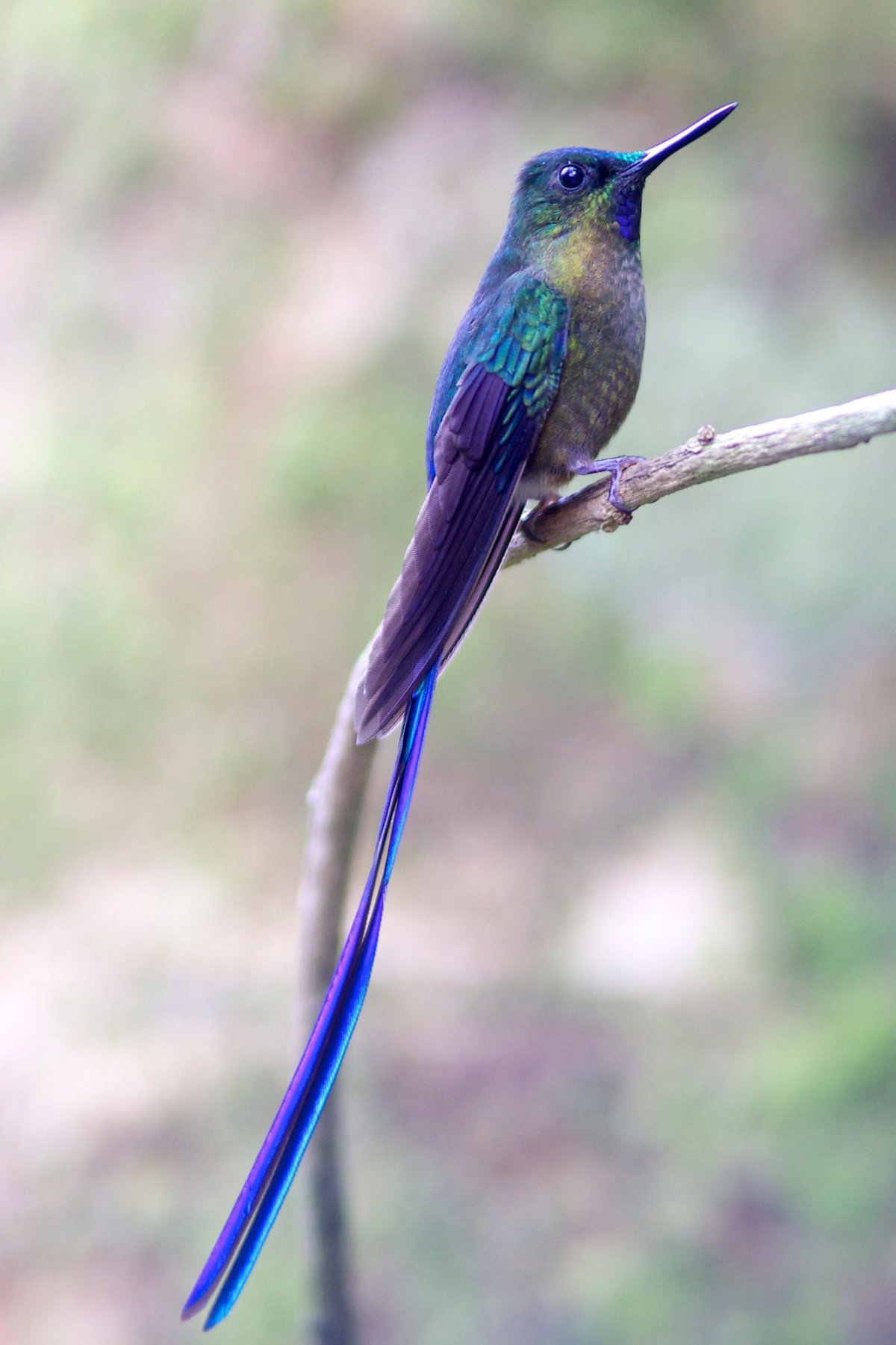 Длиннохвостый Ткач