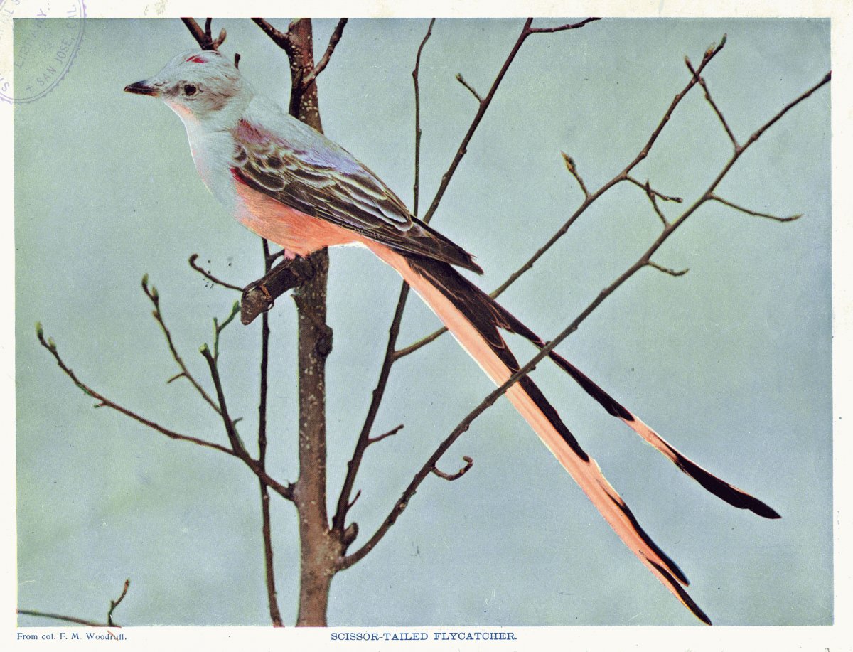 Птица с двойным хвостом