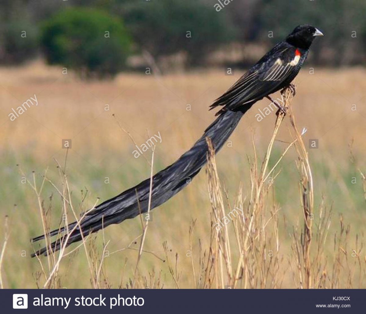 Китайская Лазоревая сорока