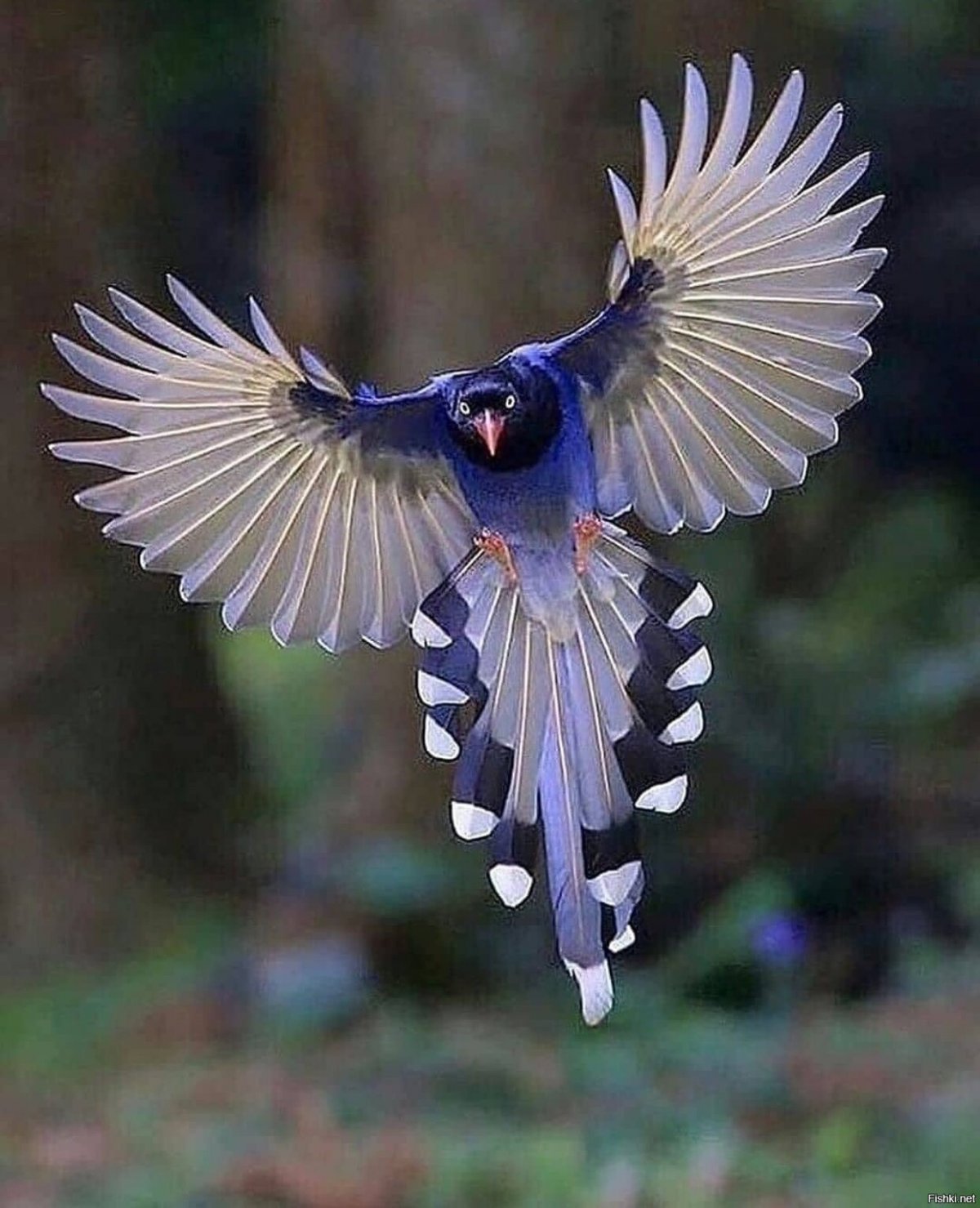 Колибри дивный Шпательтэил