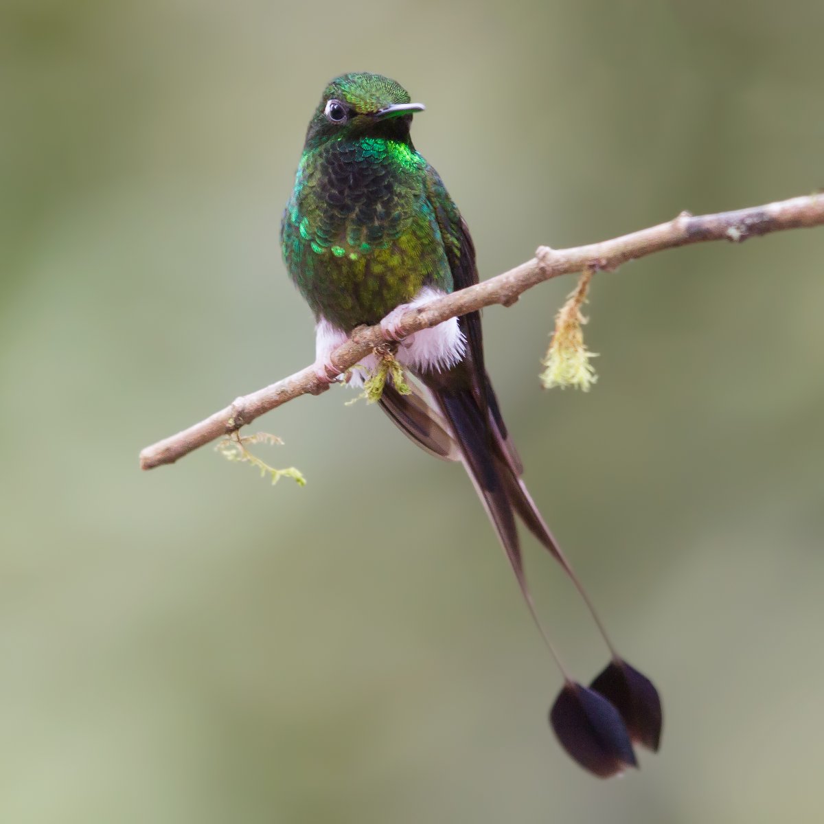 Ракетохвостый Колибри