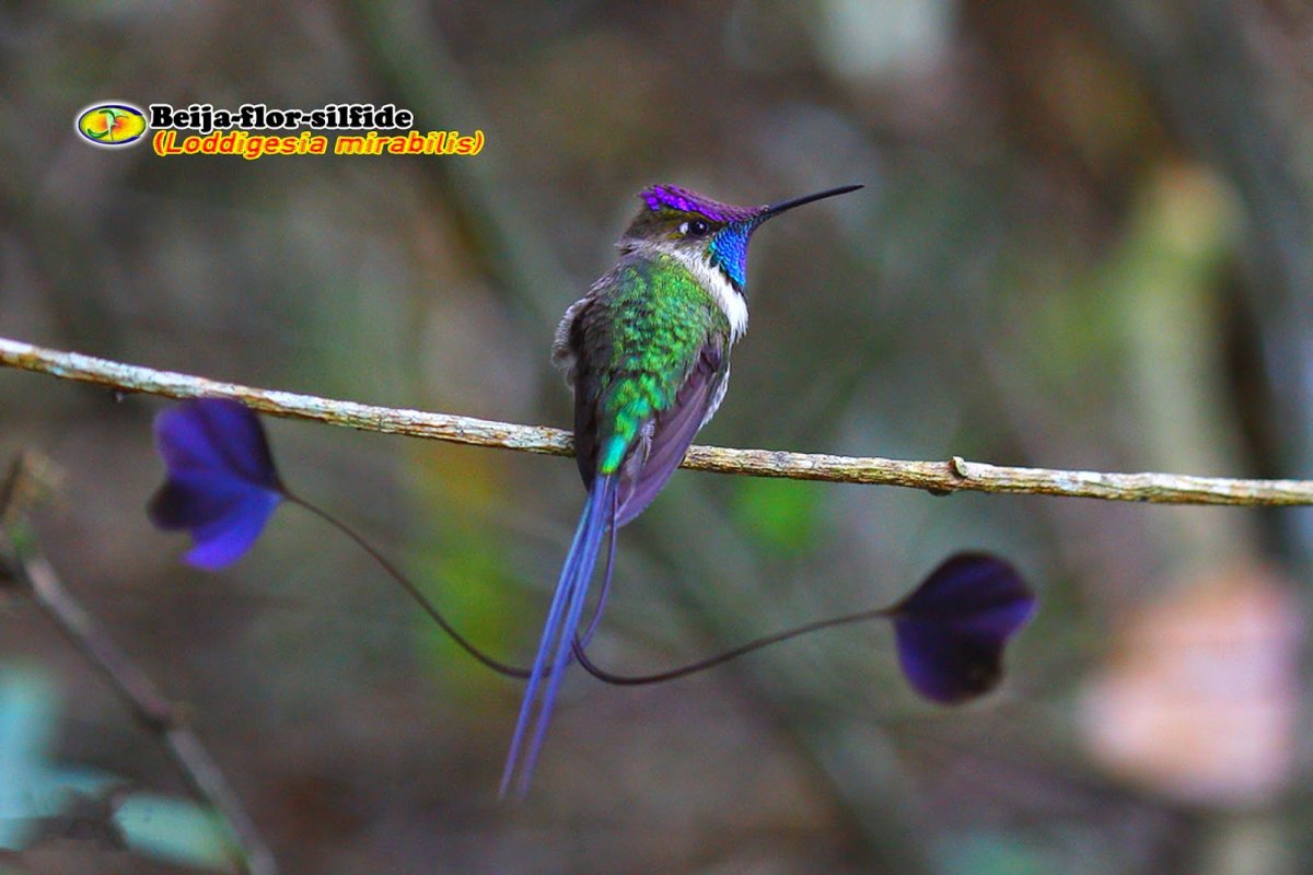 Красноклювая Лазоревая сорока