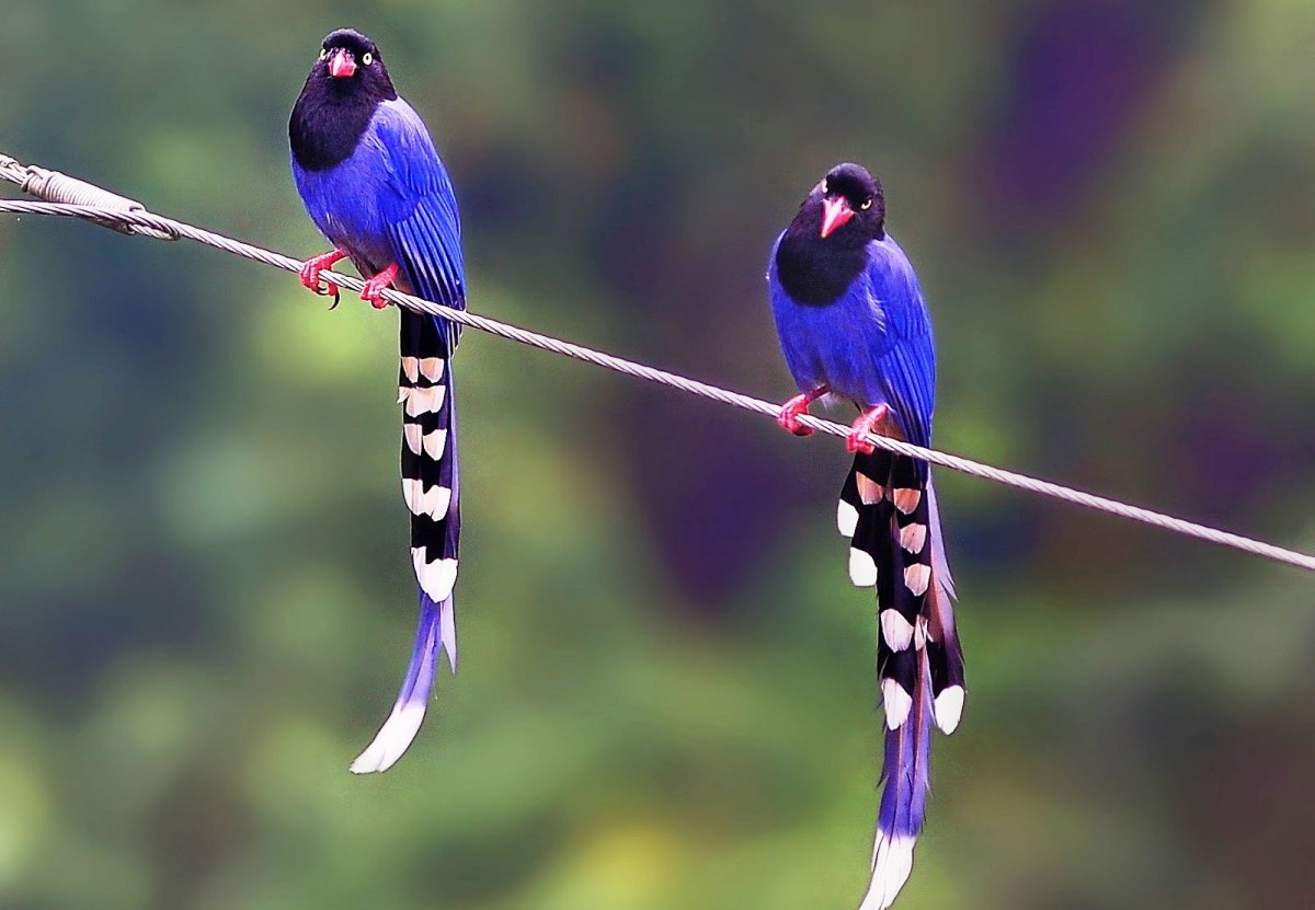 Колибри длиннохвостый