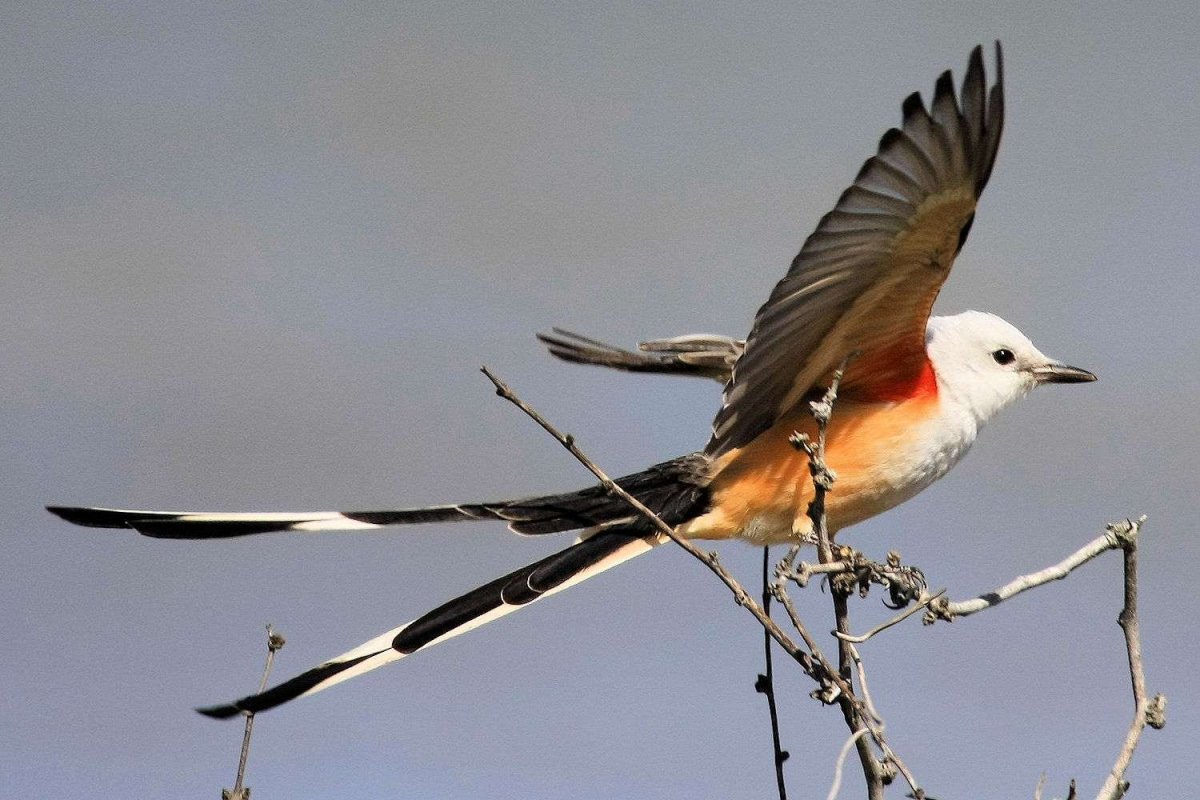 Изящные птицы