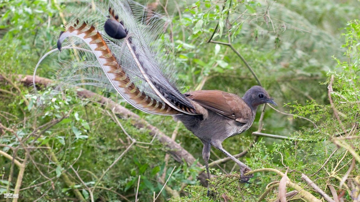 Хвост птицы мухоловки