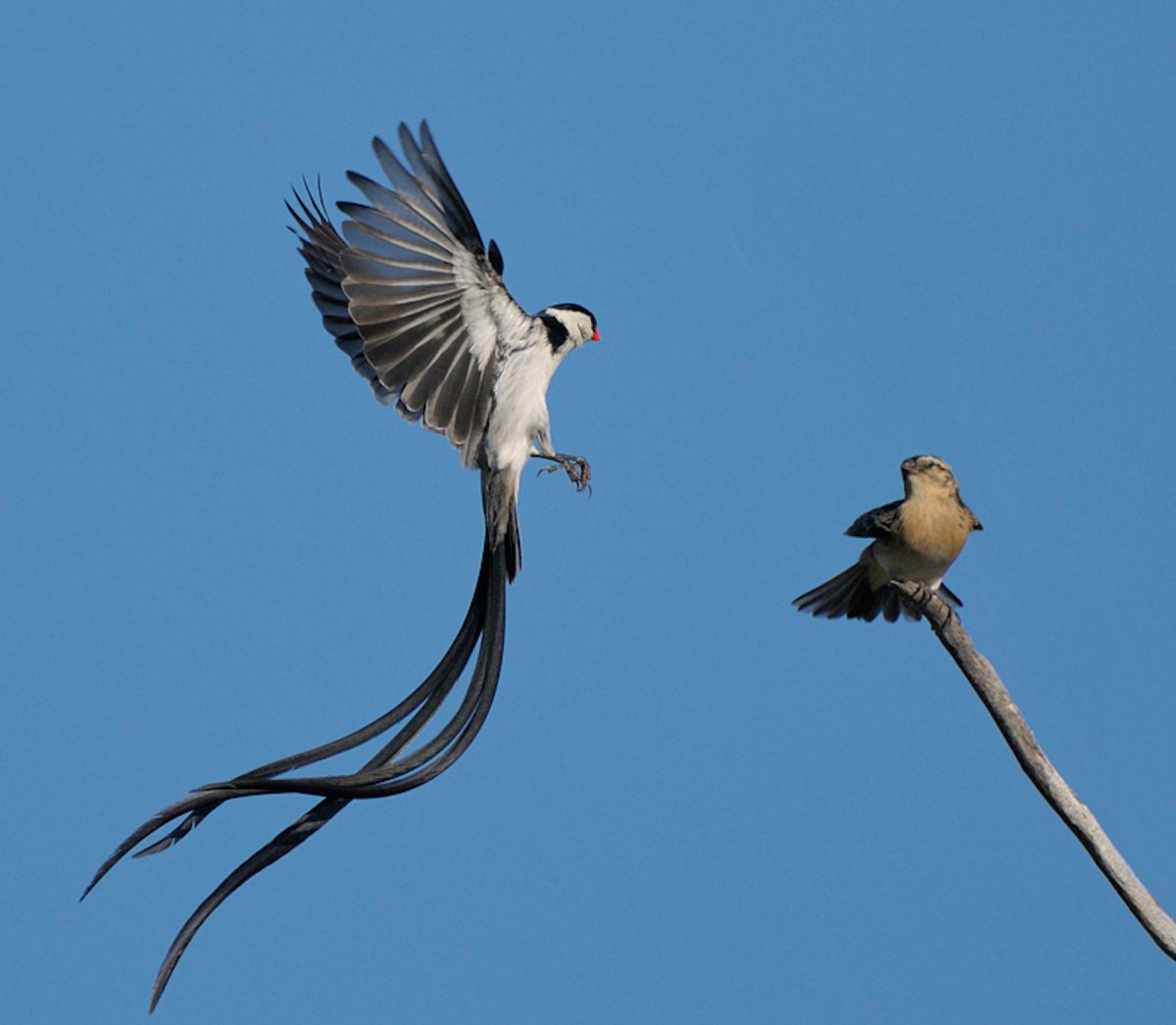 Райские птицы лирохвост