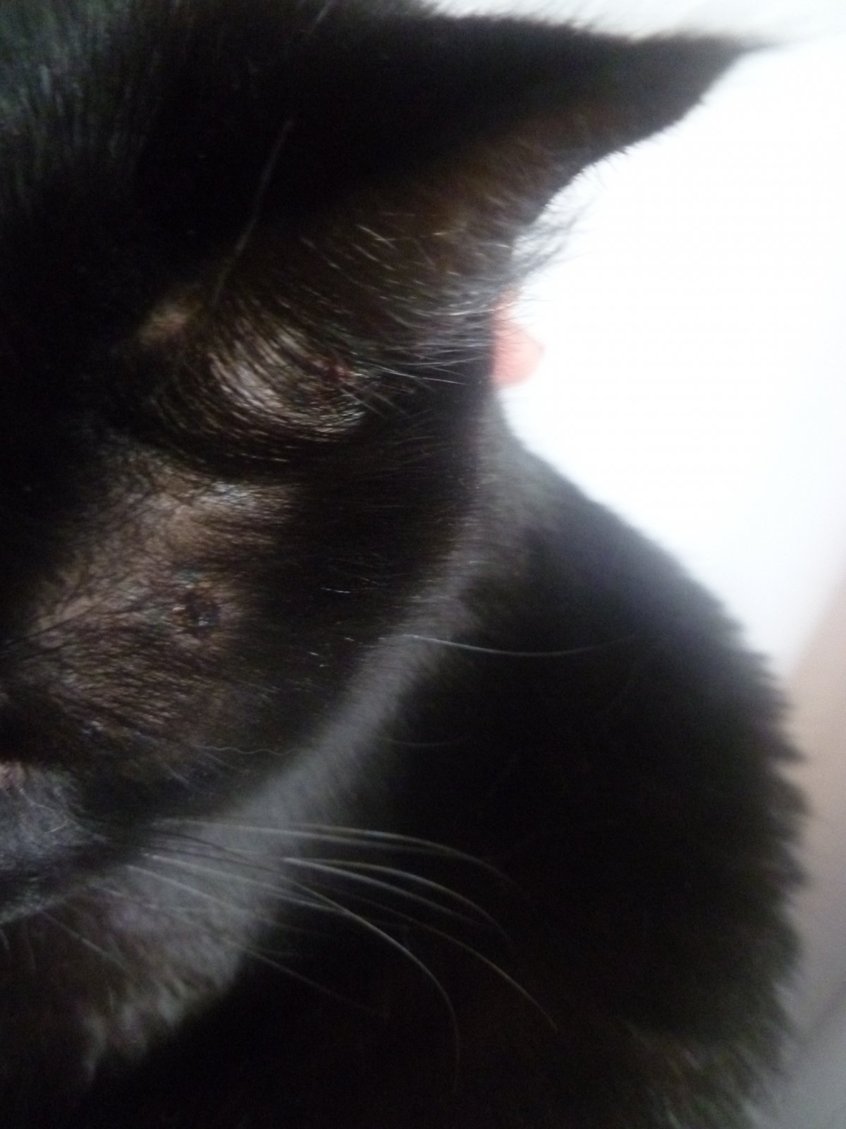 Кошачий стригущий лишай