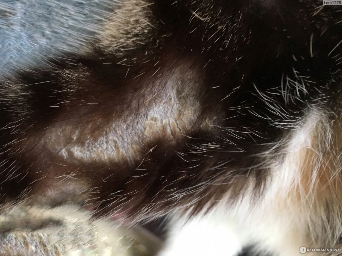 Кошачий лишай на ушках