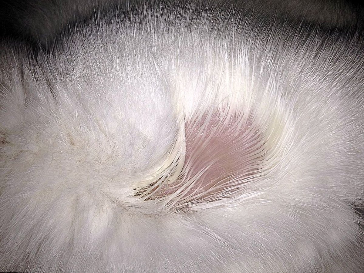 Листовидная пузырчатка кошек