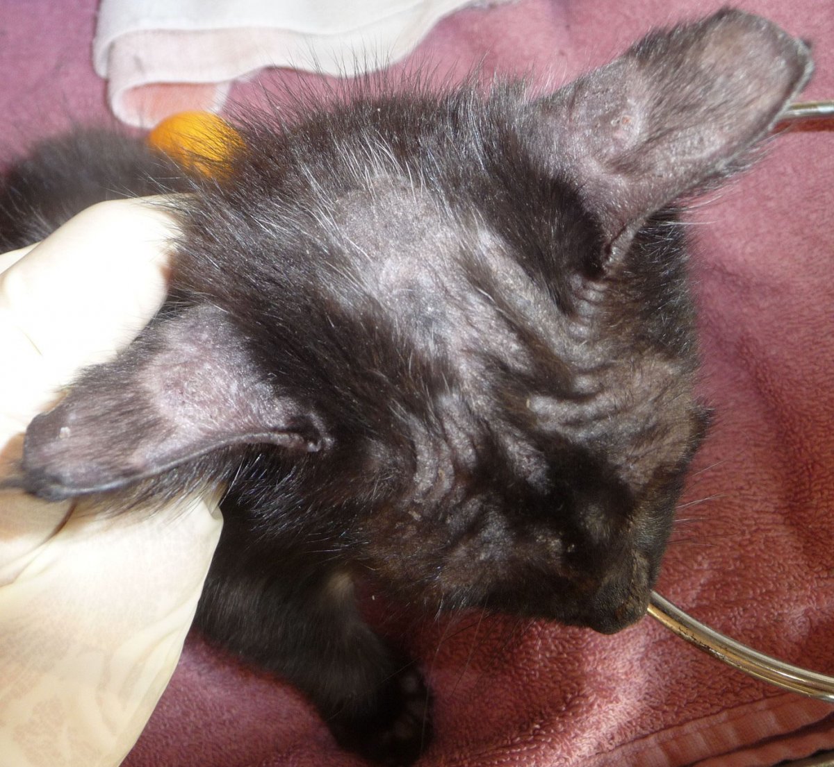 Кошачий стригущий лишай