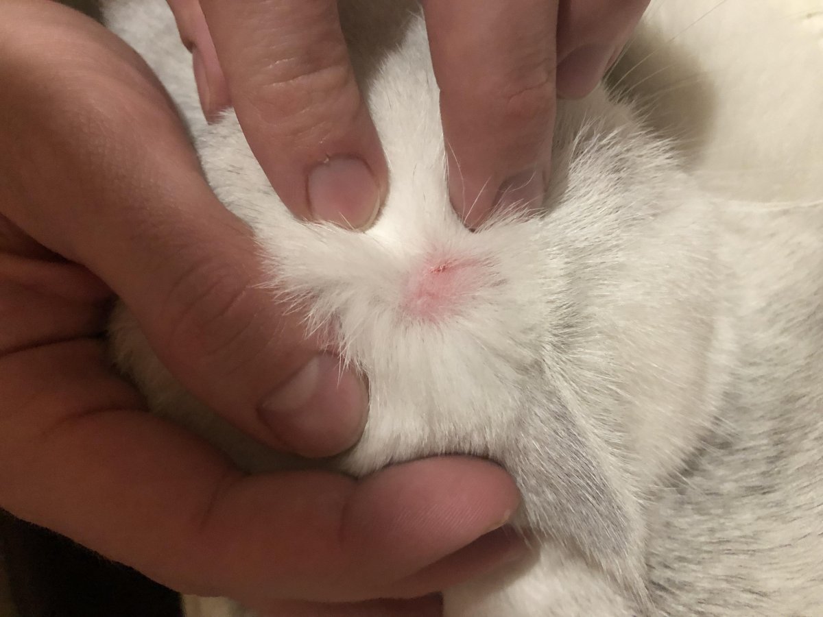 Лишай у кота