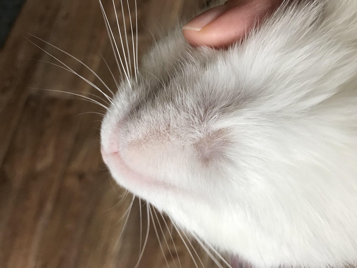 Кошачий стригущий лишай