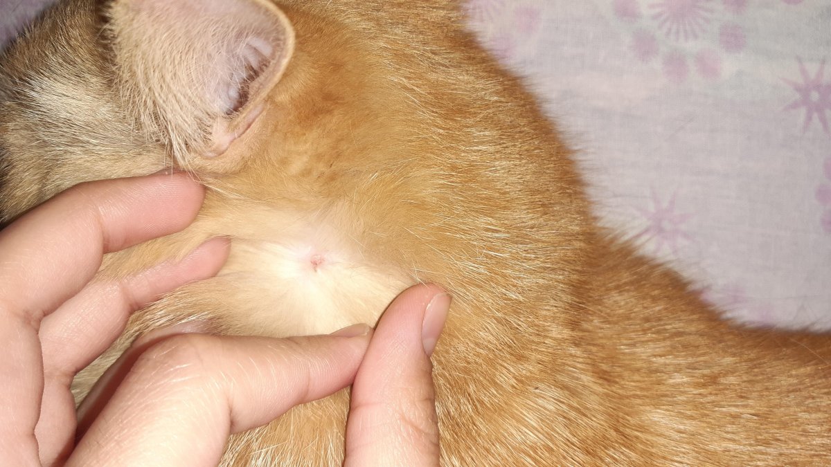 Кошачий стригущий лишай