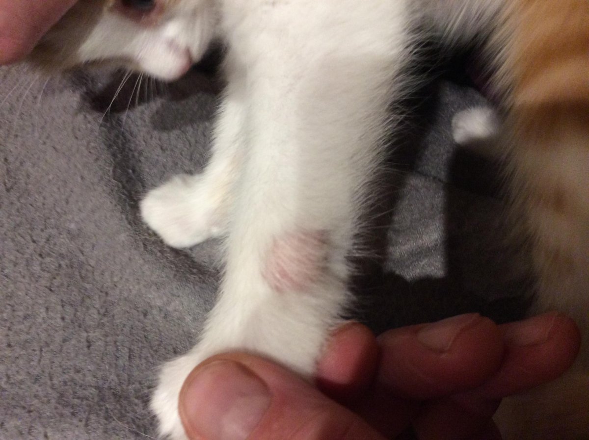 Инкубационный период стригущего лишая у кошек