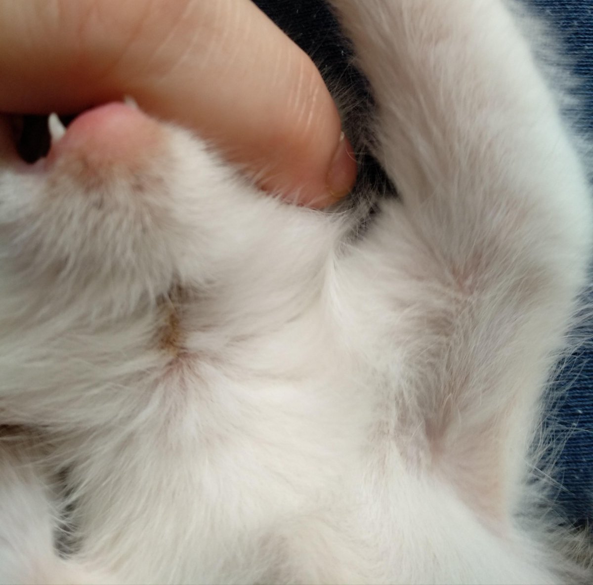 Стригущий лишай у кошек под лампой