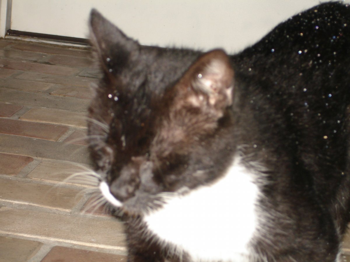 Кошачий стригущий лишай