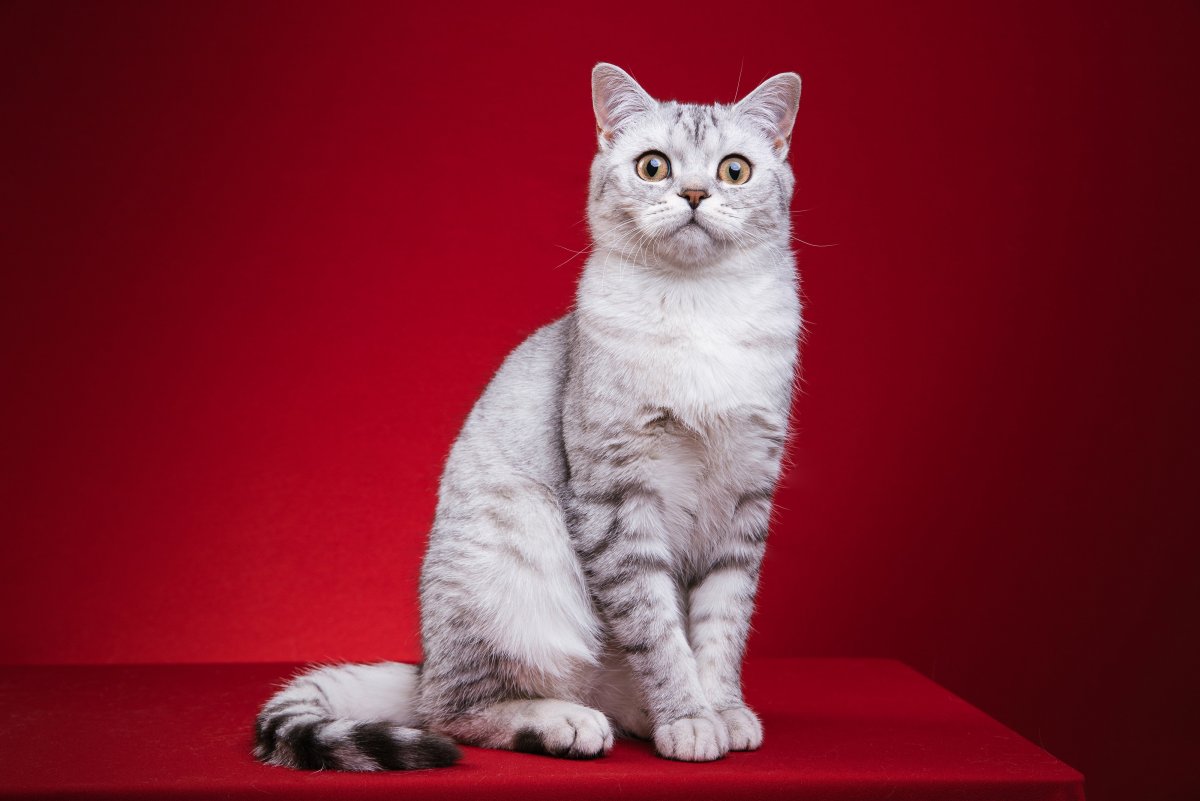 Шотландская короткошёрстная кошка