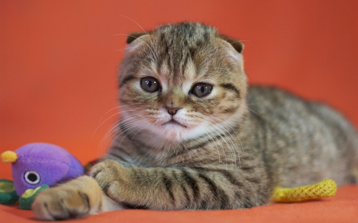 Скоттиш фолд