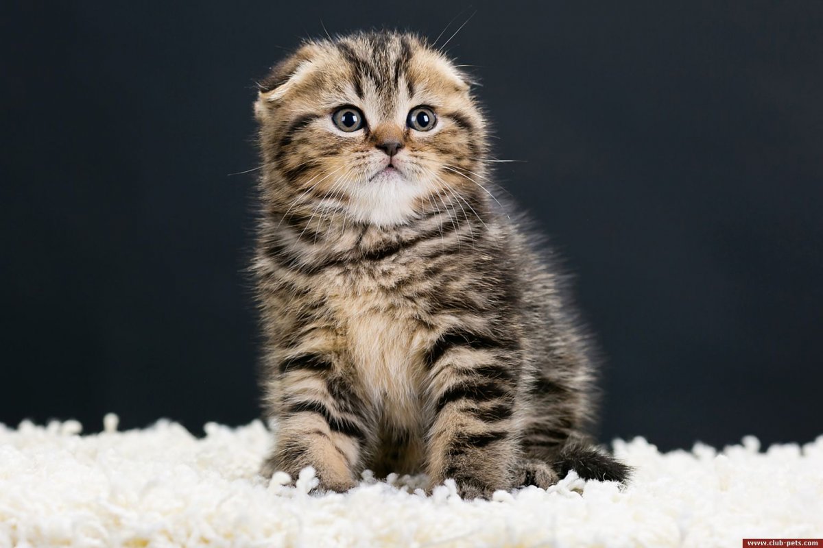 Скоттиш фолд котята