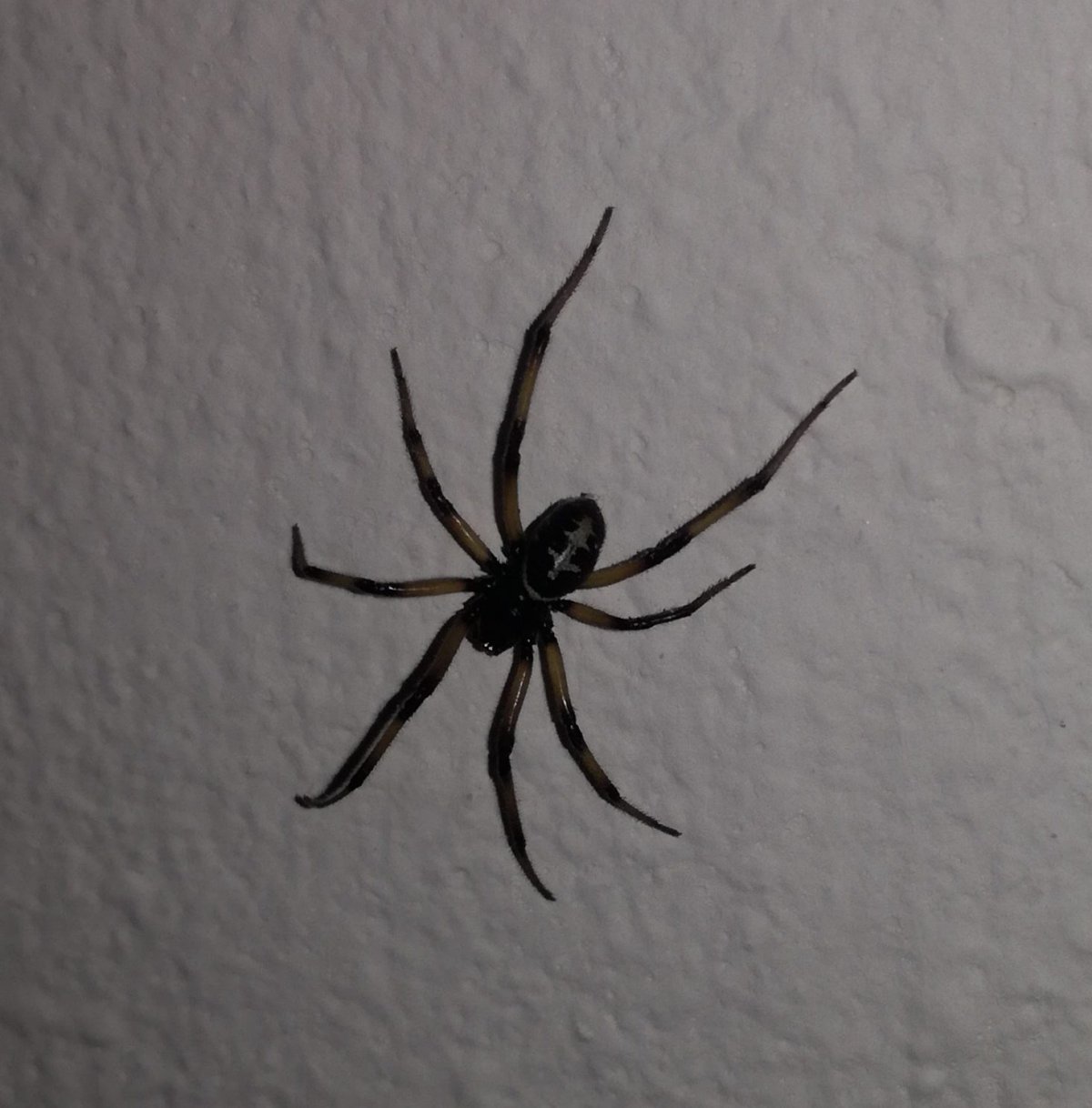 Паук ложный Каракурт