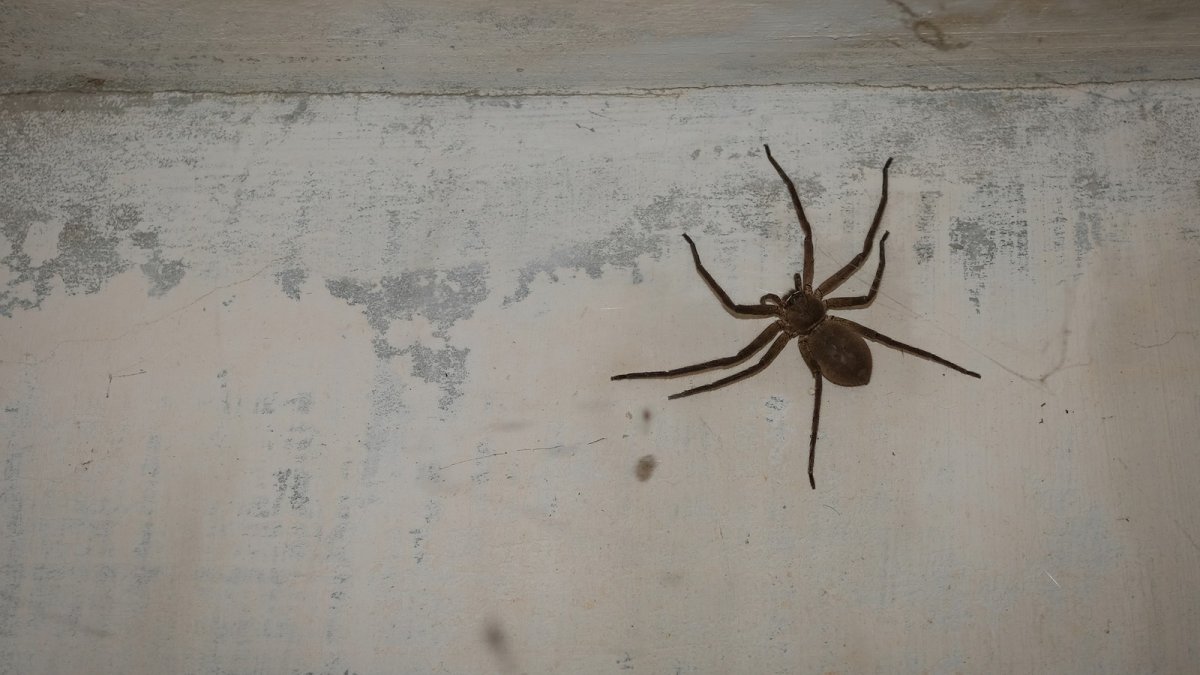 Паук в комнате